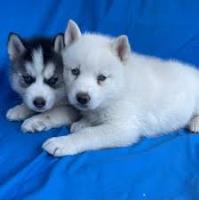 Siberian Huskies Puppies image 5